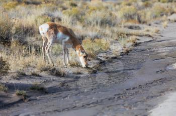 Pronghorn Antelope in american prairie,  USA