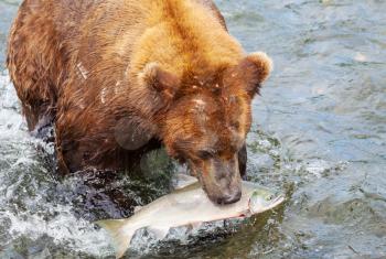 Wild Brown bear on Alaska