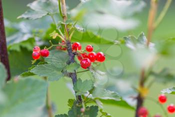 Red berry on green background in garden