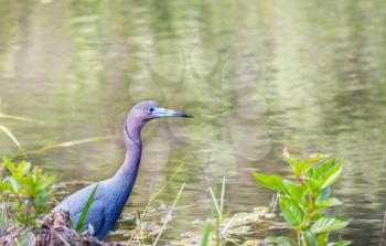 Blue Heron, Florida, USA Everglades National Park nature wild wildlife safari bird watching