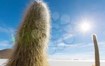 Big cactus on Incahuasi island, salt flat Salar de Uyuni, Altiplano, Bolivia. Unusual natural landscapes deserted solar travel South America