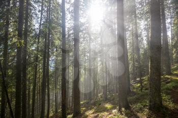 Sun beams in clear day in the green forest