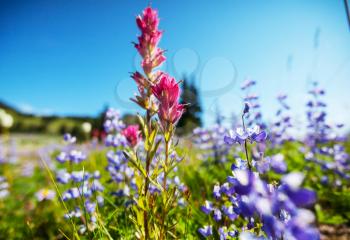 Mountain meadow in sunny day. Natural summer landscape.