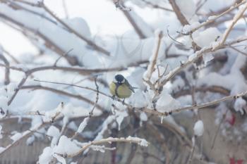 Greater titmouse bird sitting on a seed-can. winter season snow cold