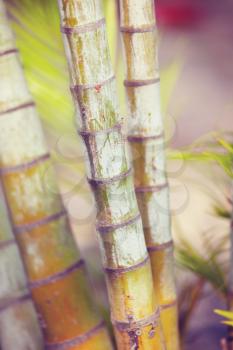 Bamboo in tropical grden, Hawaii