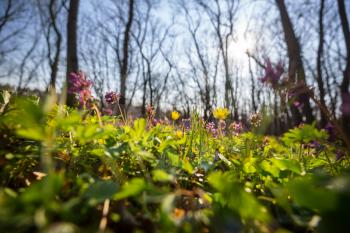 Beautiful woodland landscapes. Spring flowers In the forest.