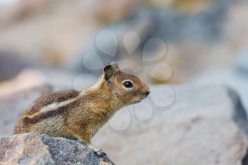American chipmunk eats from hand