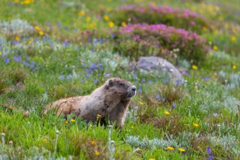 Wild marmot in its natural environment of mountains in summer season.