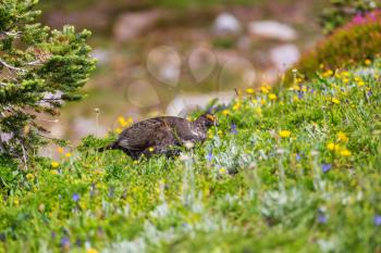 Blue Grouse displaying colors during mating season on a hillside covered with flowers meadow