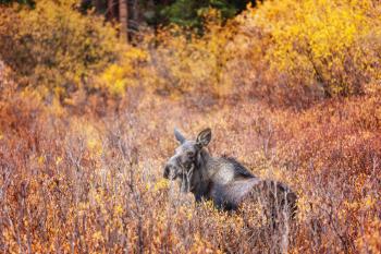Moose in autumn forest