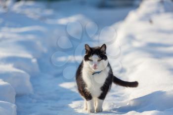 Cat out in the snow in winter season