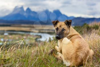 dog in mountains meadow