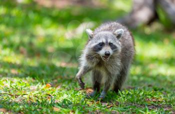 North American raccoon in green grass
