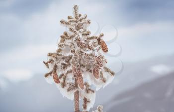 Winter background. Snow covered spruce with cones. 