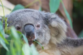 A cute koala close up