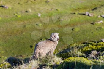 Sheep in green mountain meadow