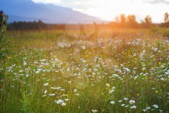 Wild meadow in mountains at sunset. Beautiful natural background.