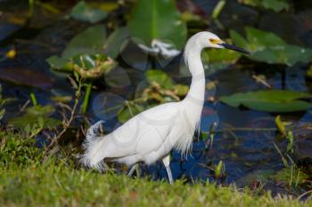 Snowy egret in Everglades National Park, Florida.