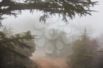 Green cedar trees in Cyprus mountains