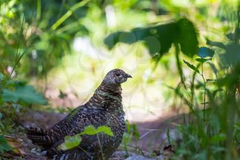 Bird Spruce Grouse in spring green forest