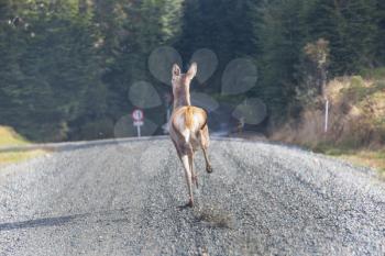 Fast running deer  in road