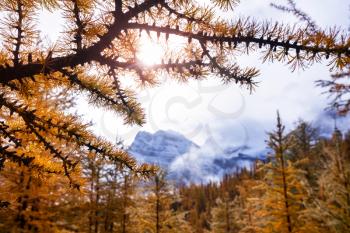 Beautiful golden larches in mountains, Canada. Fall season.