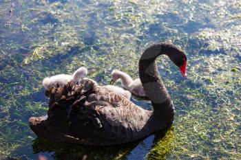 Black swan with cygnets at the lake in New Zealand