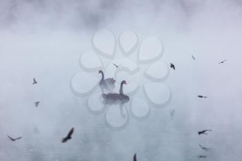 Black swan at the misty lake in New Zealand