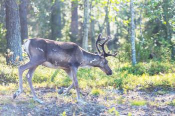 Reindeer in Norway in summer season