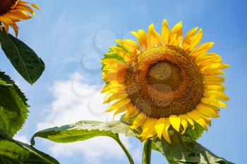 Sunflowers field in summer day