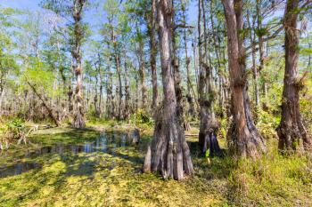 Typical cypress forest in Everglades National Park, Florida