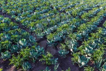 Green cabbages, onion and potato in line grow on field