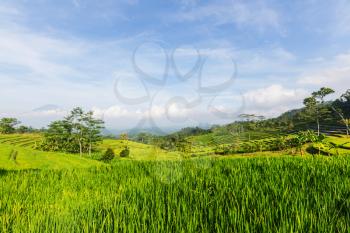 Countryside scenery- green fields at morning