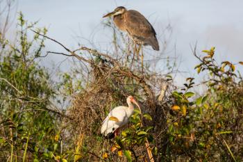 White Ibis  and heron in a Everglades National Park, USA,  Florida