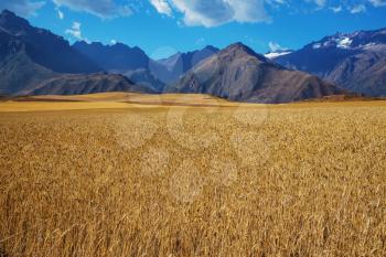 Yellow wheat field in the mountains