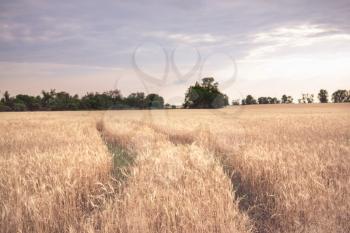 Yellow wheat field Rural countryside landscapes