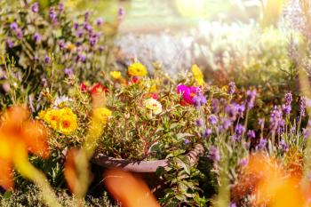 Close-up shot of the beautiful flowers. Suitable for floral background.