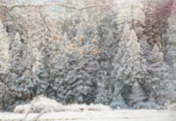 Defocused bokeh winter background. Good for Christmas background.