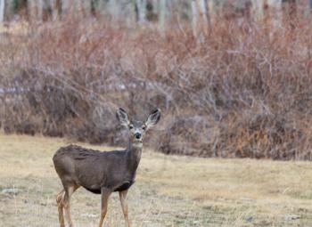 Deer in green meadow, USA