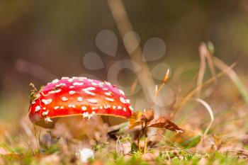spotted toadstools in autumn season