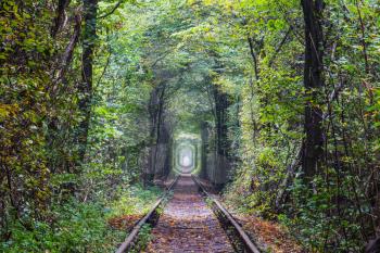 Trees tunnel in early autumn season