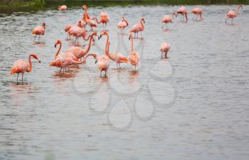 Pink flamingo in  lagoon, Mexico