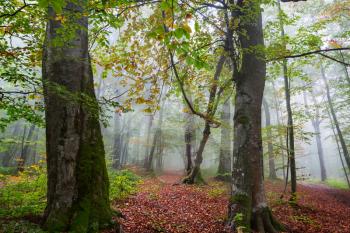 Late autumn landscapes. Misty forest it the morning