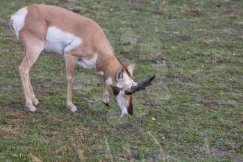 Pronghorn Antelope in american prairie,  USA