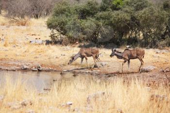 Two greater kudu antelopes (tragelaphus strepsiceros) in  Etosha National Park, Namibia, Africa.