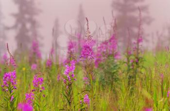 Flowers meadow in the fog. Beautiful natural landscape at the summer time. Natural background