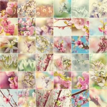 Spring garden collage,blossoming tree and flowers set.