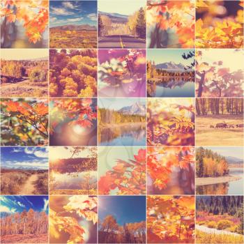 Orange and Yellow Autumn collage