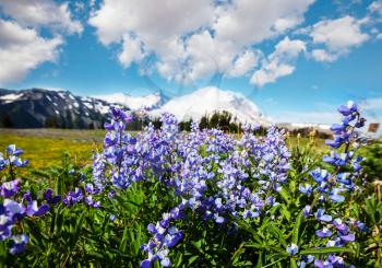 Mountain meadow in sunny day. Natural summer landscape. 