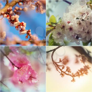 Spring garden collage,blossoming tree and flowers set. Springtime concept.